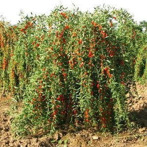 Lycium Barbarum .5 (half) Gram of Seeds, Goji Berry Wolfberry Fruit ...