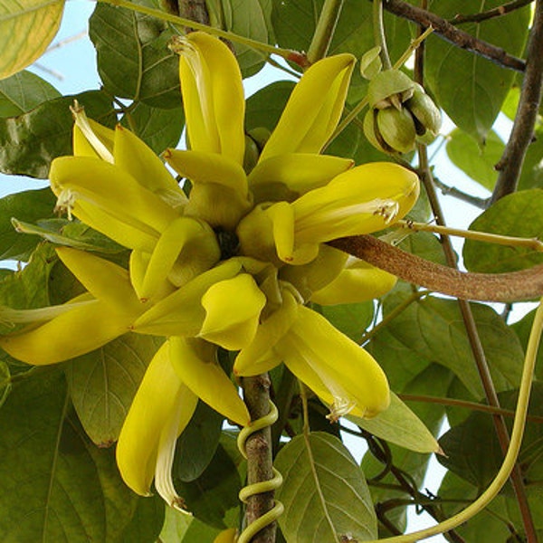 Mucuna Sloanei Seed, South American Rare Gold Jade Vine, Hamburger Sea Bean, Perennial Climber Creeper