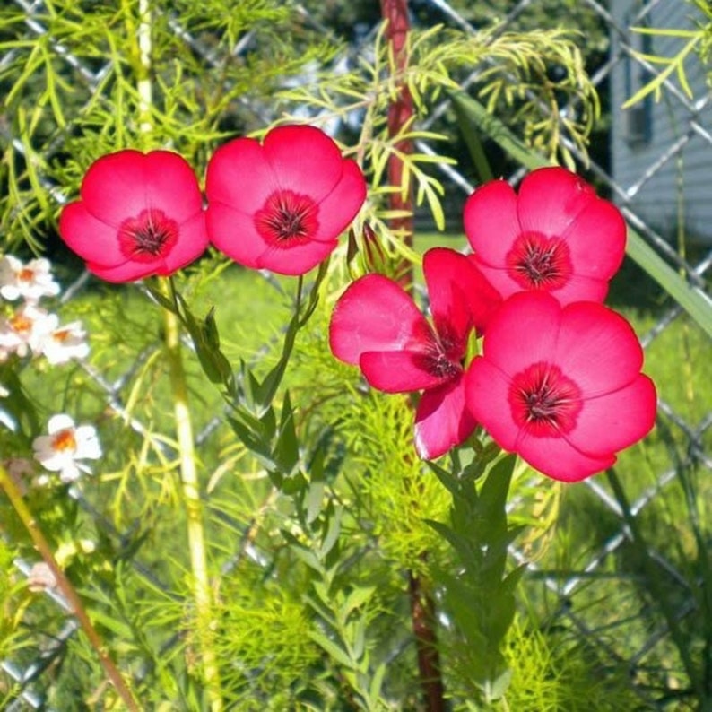The Plant Attraction Linum Grandiflorum Rubrum Seeds - Thumbnail 2