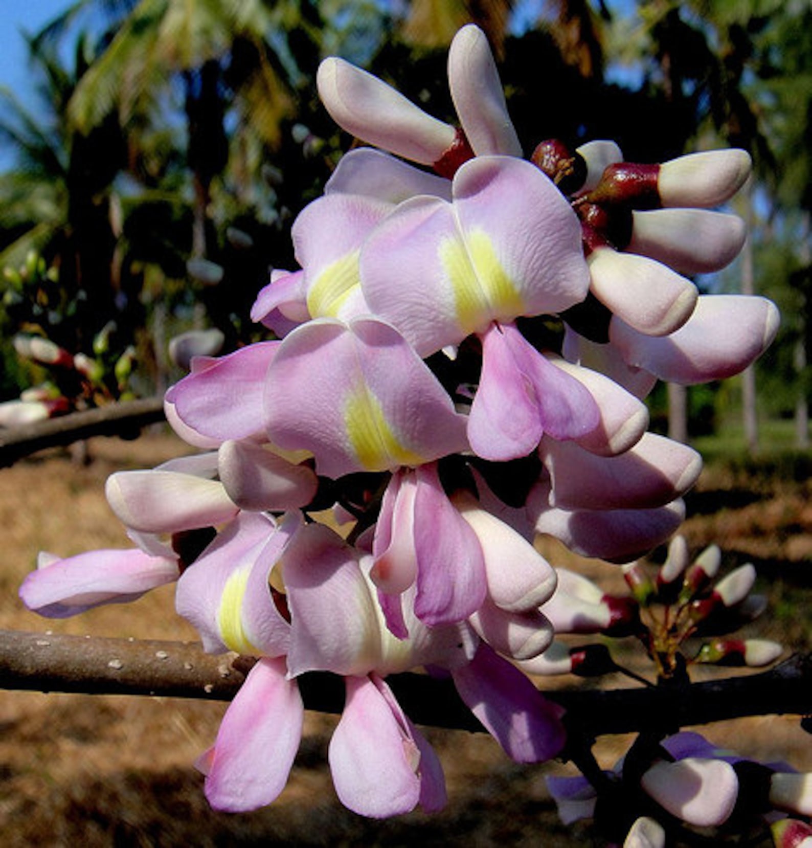 Gliricidia Sepium Flowering Tree 20 Seeds, Nitrogen Fixing Landscape - Etsy