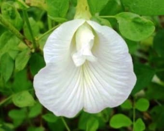 May include: A white flower with a delicate, ruffled appearance. The flower has a unique shape, resembling a butterfly or a bird in flight. The flower is surrounded by green leaves.