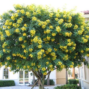 Cassia Glauca 20 Seeds, Scrambled Egg Shrub Tree Bush Senna Surattensis image 2