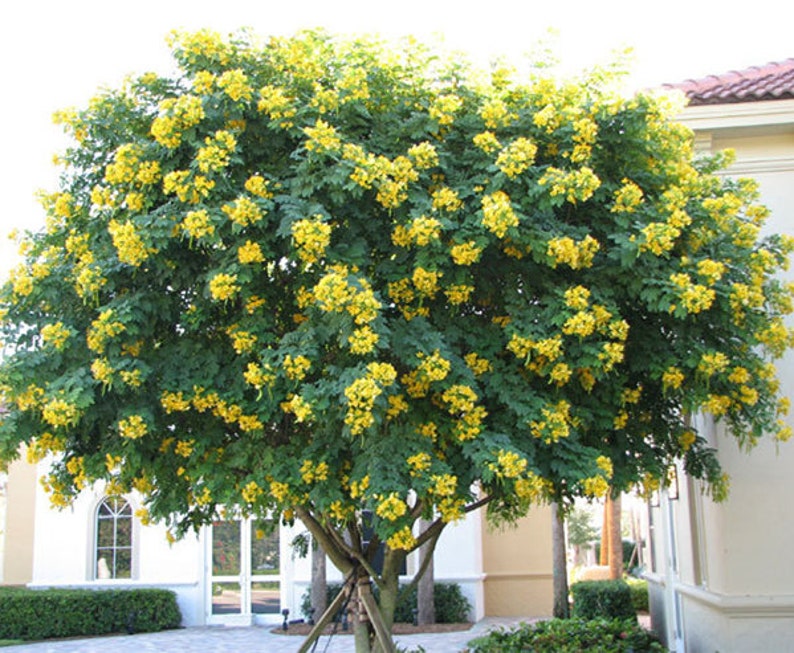 Cassia Glauca 20 Seeds, Scrambled Egg Shrub Tree Bush Senna Surattensis image 2