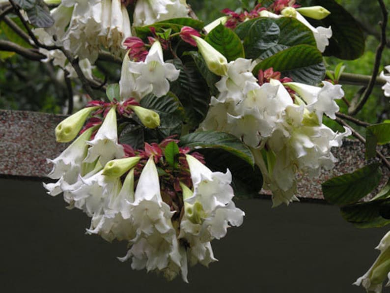 Beaumontia Grandiflora Vine 10 Seeds, Fragrant Easter Lily, Evergreen Heralds Trumpet, Garden Flowers image 1