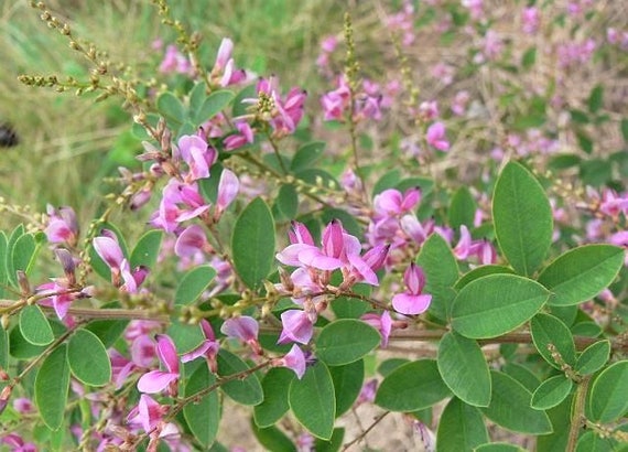 Image of Lespedeza bicolor Summer Beauty in a meadow