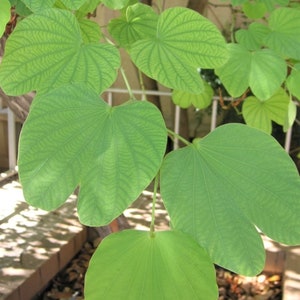 Bauhinia Tomentosa 15 Seeds, Yellow Bell Small Orchid Tree Shrub, St Thomas image 4