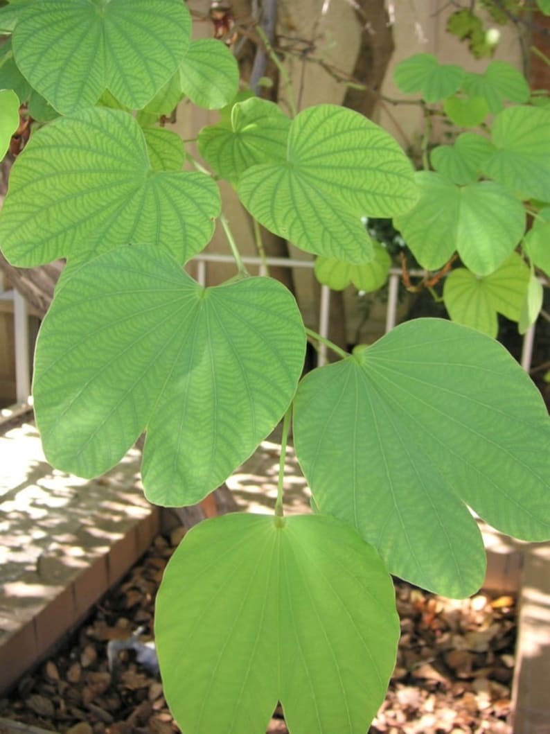 Bauhinia Tomentosa 15 Seeds, Yellow Bell Small Orchid Tree Shrub, St Thomas image 4