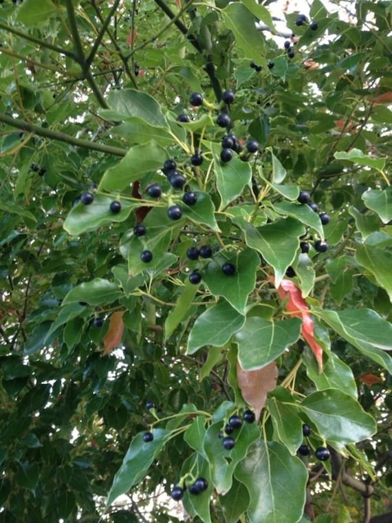 Cinnamomum Camphora Tree 10 Seeds, Camphor Laurel, Camphorwood - Etsy