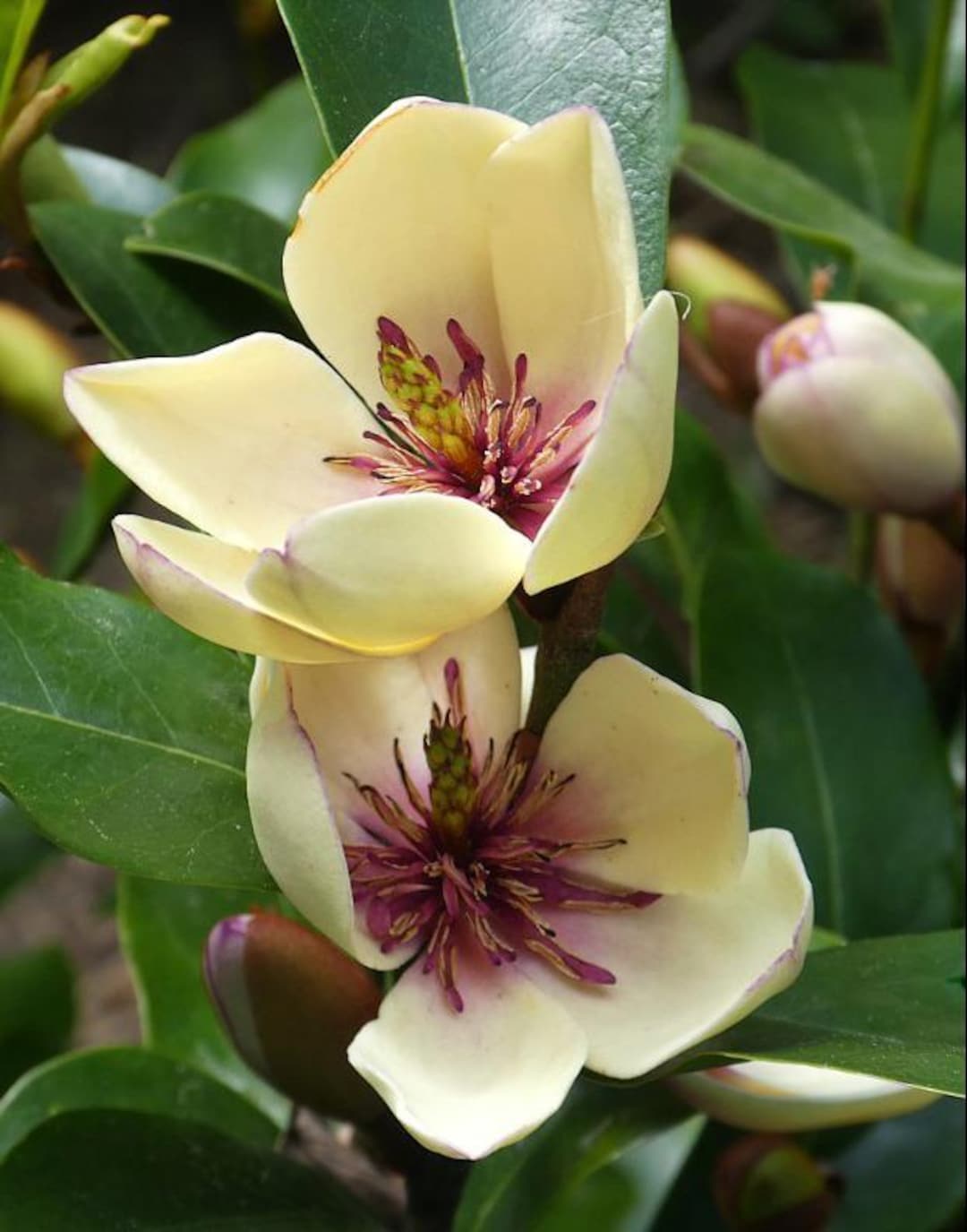 thumbnail image 2 of Magnolia Laevifolia Seeds – Small Leaf Evergreen Magnolia With Fragrant White Flowers 2 of 6