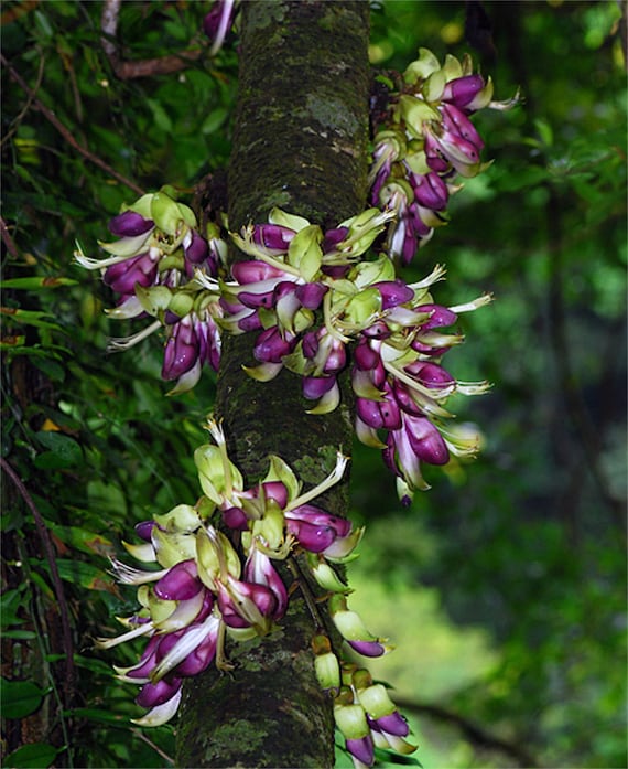 Mucuna Macrocarpa Vine Seed, Rare Rusty Leaf Muunai Beads, Long