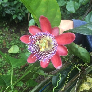 Passiflora Quadrangularis 10 graines, grenadille géante grimpante fruit de la passion