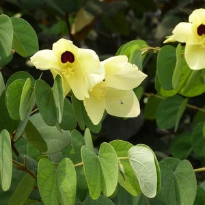 Bauhinia Tomentosa 15 Seeds, Yellow Bell Small Orchid Tree Shrub, St Thomas image 1