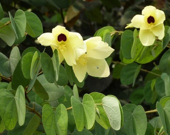 Bauhinia Tomentosa 15 Seeds, Yellow Bell Small Orchid Tree Shrub, St Thomas