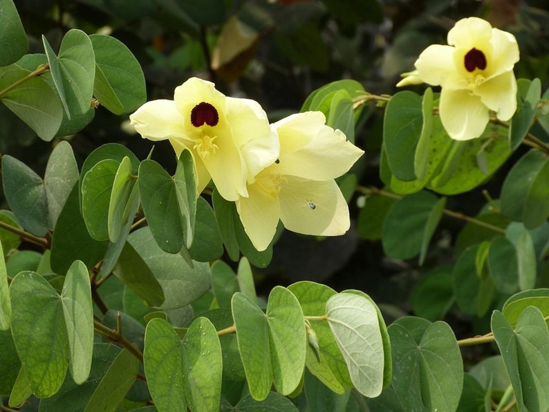 Bauhinia Tomentosa 15 Seeds, Yellow Bell Small Orchid Tree Shrub, St Thomas image 1