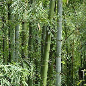 Bambusa bambos 15 Seeds, Giant Indian Thorny Bamboo, Garden Clumping Bambusa arundinacea image 1