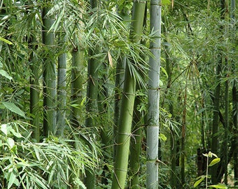 Bambusa bambos 15 Seeds, Giant Indian Thorny Bamboo, Garden Clumping Bambusa arundinacea