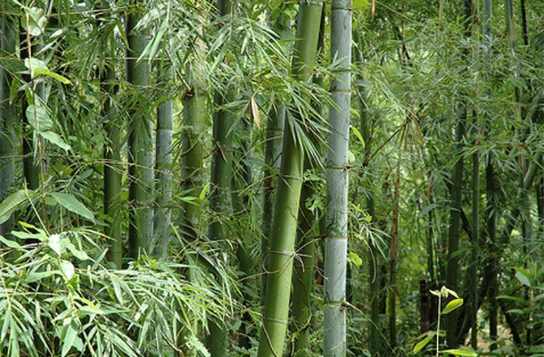 Bambusa bambos 15 Seeds, Giant Indian Thorny Bamboo, Garden Clumping Bambusa arundinacea image 1
