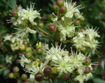 Lawsonia Inermis 200+ Seeds, Henna Tattoos / Hair Dye, L. Alba Fragrant Tree Shrub