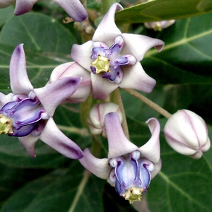 Calotropis Gigantea Arbuste 10 Graines, Fleur De Couronne De Jardin D'asclépiade Géante, Plantes Pour Papillons!