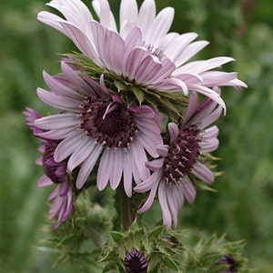 Berkheya Purpurea 15 Seeds, Purple Berkheya African Perennial Flower Plants image 1