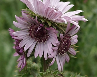 Berkheya Purpurea 15 Seeds, Purple Berkheya African Perennial Flower Plants