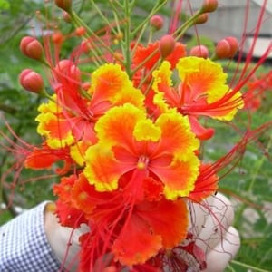 Caesalpinia Pulcherrima 10 Seeds Flowering Shrub Tree, Bird of Paradise, Poinciana, Pride of Barbados
