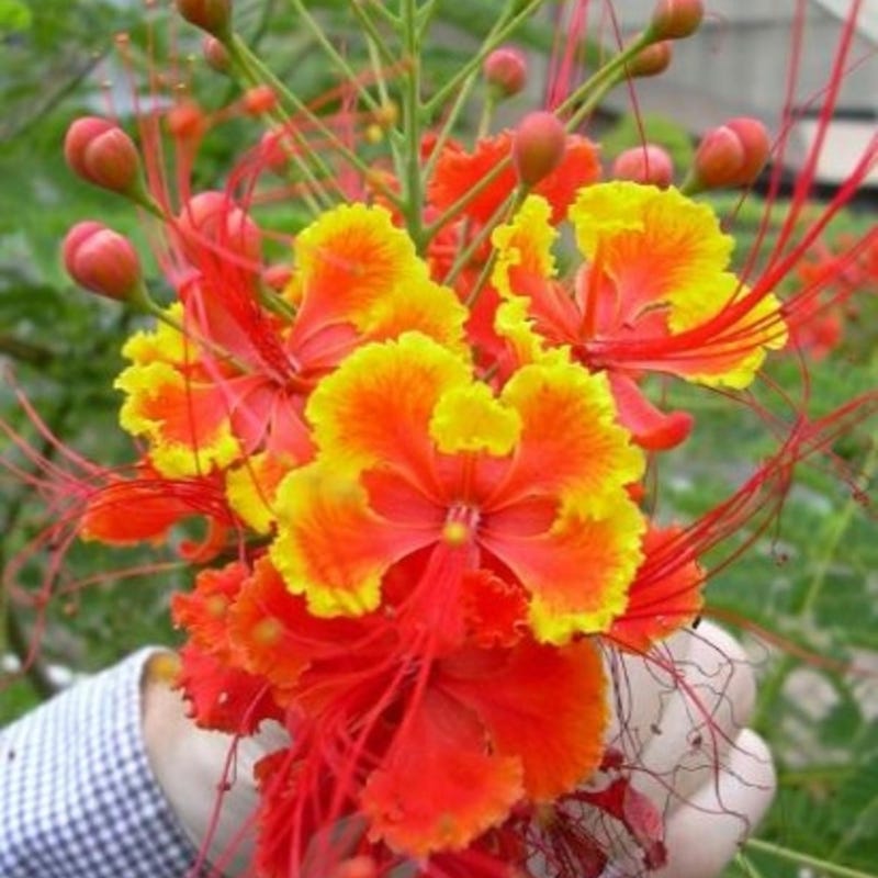 Pride Of Barbados For Sale
