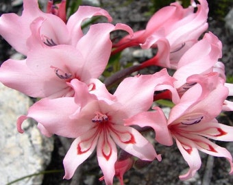 Gladiolus Carneus 8 Seeds, African Painted Lady Flowers, Garden Plants