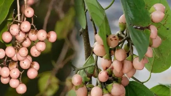 Cordia Dichotoma 8 Stones / Seeds, Indian or Clammy Edible Cherry