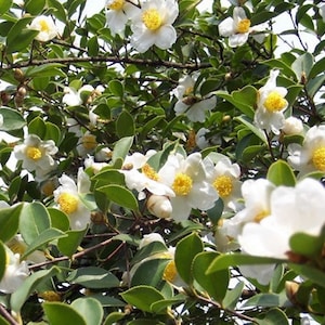 Camellia Oleifera 5 Seeds, Fragrant Edible Tea Oil Shrub Or Small Tree