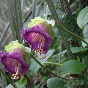 Cobaea Scandens Vine 10 Seeds, Garden Plants, Cathedral Bells, Cup & Saucer Climber image 4