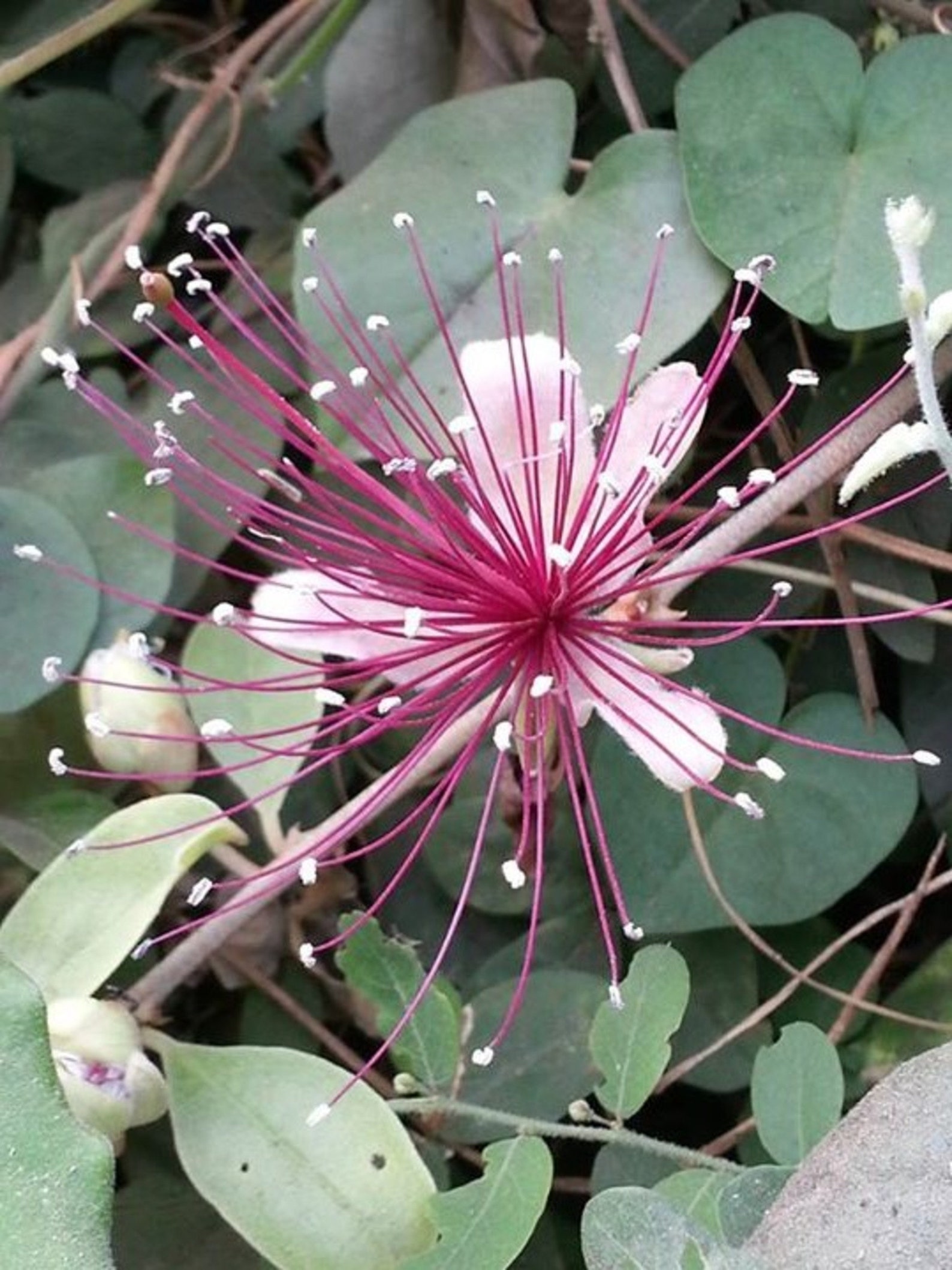 Capparis zeylanica