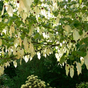 Davidia Involucrata Seed, Hardy Dove Tree, Handkerchief or Ghost Tree, Garden Plants image 1