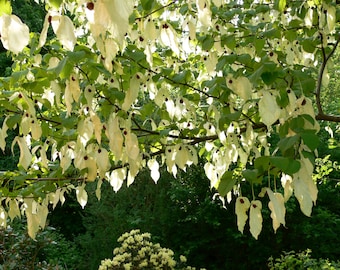 Davidia Involucrata Seed, Hardy Dove Tree, Handkerchief or Ghost Tree, Garden Plants