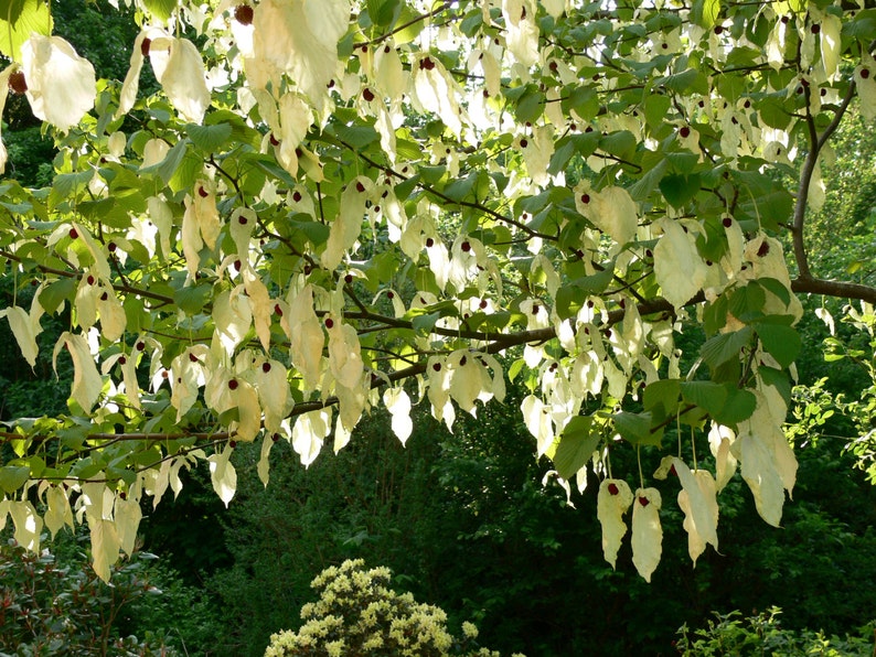 Davidia Involucrata Seed, Hardy Dove Tree, Handkerchief or Ghost Tree, Garden Plants image 1