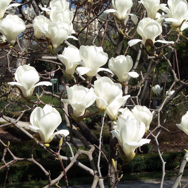 Magnolia Denudata 10 Seeds, Fragrant Yulan Jade Lily Tree Flowering Shrub