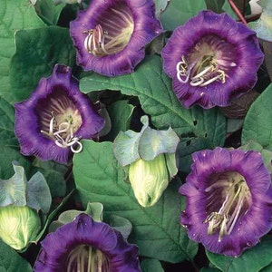 Cobaea Scandens Vine 10 Seeds, Garden Plants, Cathedral Bells, Cup & Saucer Climber image 3