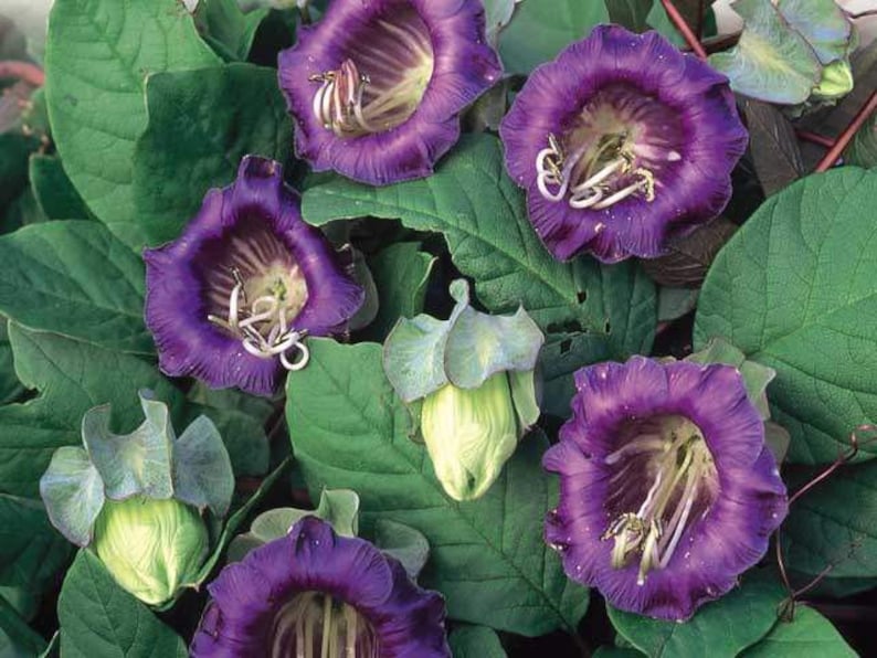 Cobaea Scandens Vine 10 Seeds, Garden Plants, Cathedral Bells, Cup & Saucer Climber image 3