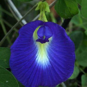 Clitoria Ternatea, Vid de jardín, 15 semillas de guisante mariposa, ala de paloma asiática
