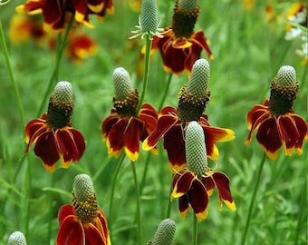 Ratibida Columnifera 200 +/- Seeds, Mexican Hat Perennial Prairie Coneflower
