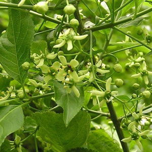 Euonymus Europaea Tree or Shrub 15 Seeds Ornamental Cold Hardy European Spindle image 4