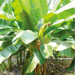 Musa Ochracea 8 Seeds, Rare Asian Banana Fruit Tree, Tropical Ornamental