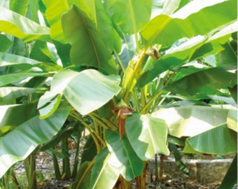 Musa Ochracea 8 Seeds, Rare Asian Banana Fruit Tree, Tropical Ornamental