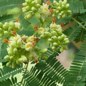 Lespedeza Bicolor 50 Seeds Hardy Bush Clover Shrub Garden