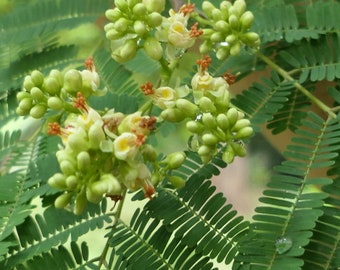 Libidibia Coriaria 15 Seeds, Caesalpinia Divi Divi, Small Tree Bonsai Shrub