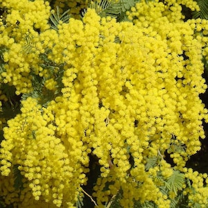 May include: A close-up of a bush with bright yellow flowers. The flowers are clustered together in a dense mass, creating a vibrant display of color.