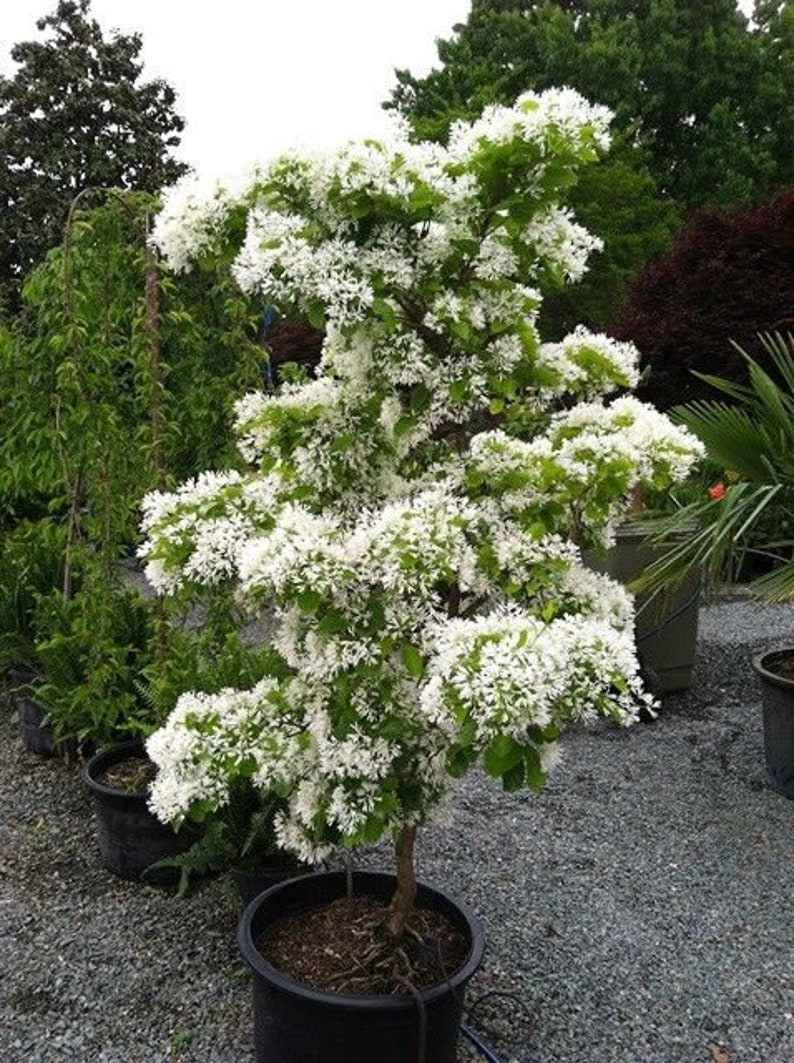 Chionanthus Retusus 10 Seeds, Flowering Chinese Fringe Tree, Bonsai image 5