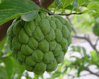 Annona Squamosa 10 Seeds, Sugar Custard Apple Sweetsops Fruit Tree Shrub