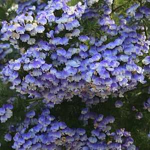 Psoralea Pinnata Shrub, Cold Hardy Kool Aid Bush or Small Tree, 8 Seeds