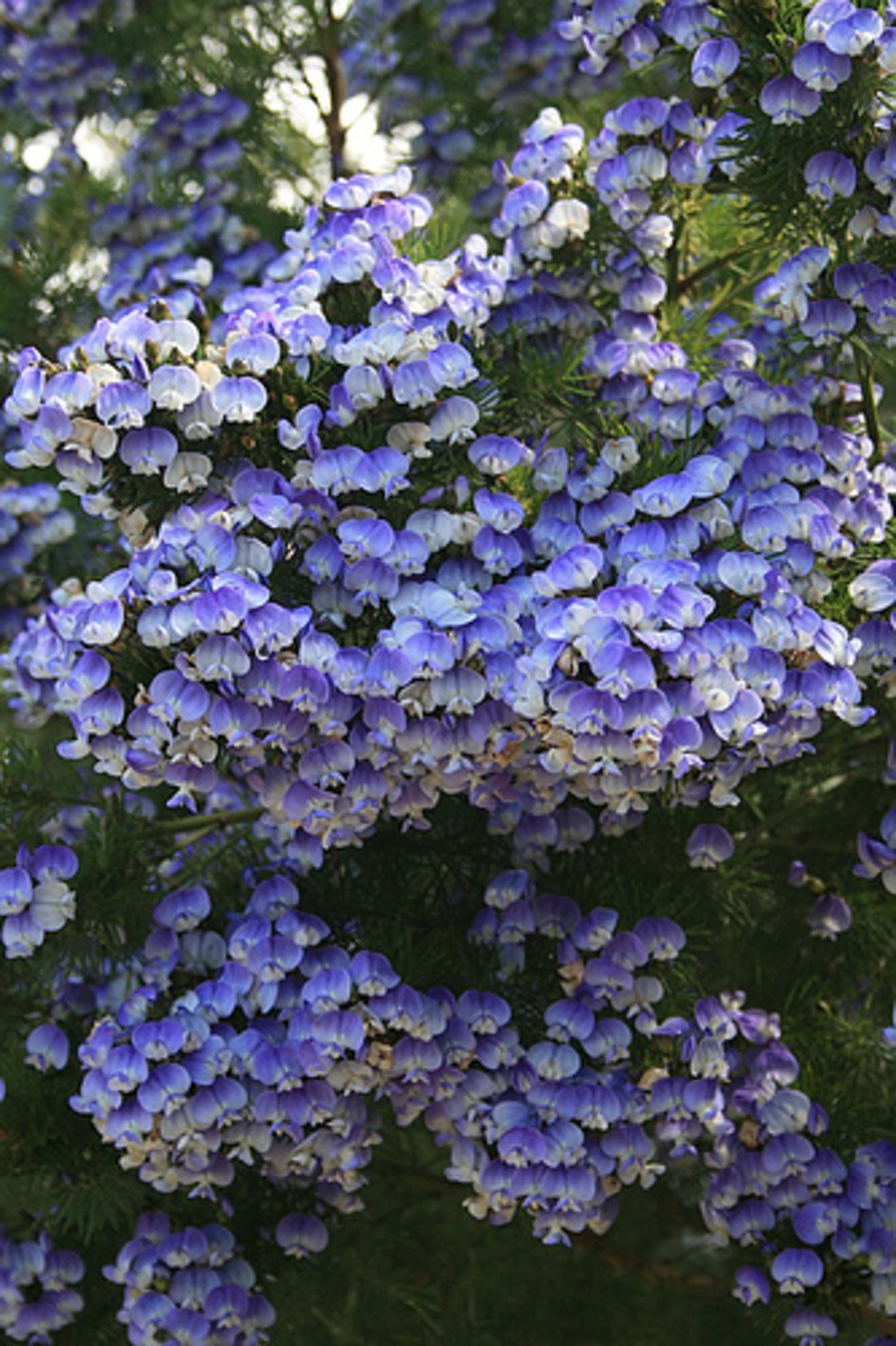 Psoralea Pinnata Shrub, Cold Hardy Kool Aid Bush or Small Tree, 8